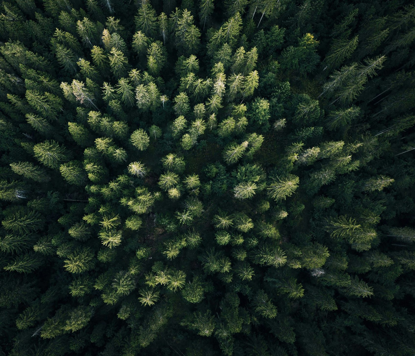 Die Bäume und den Wald sehen